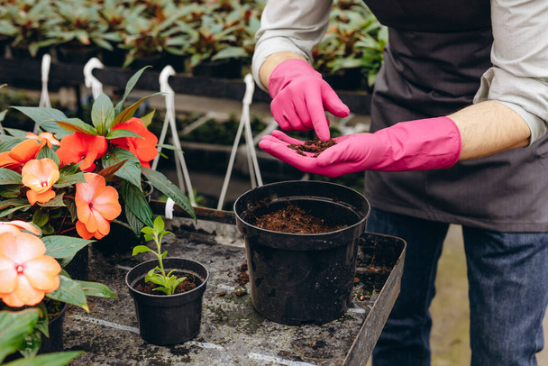 Κηπουρός σε γάντια που προετοιμάζει σπόρους λουλουδιών για φύτευση - Φωτογραφία, εικόνα