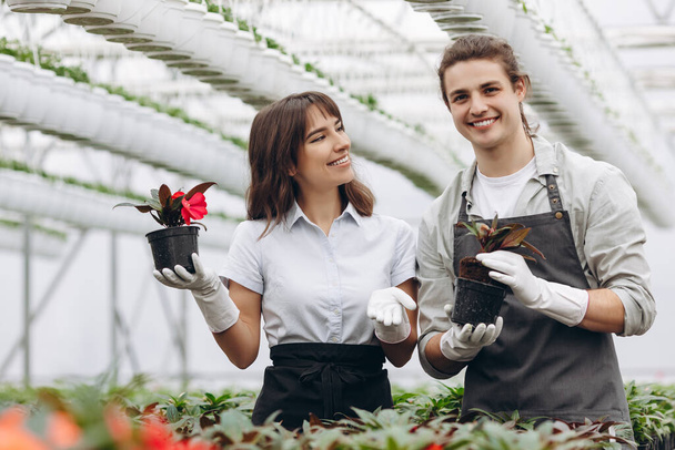 Floristas guapos sonriendo a la cámara mientras sostienen macetas en el invernadero - Foto, Imagen