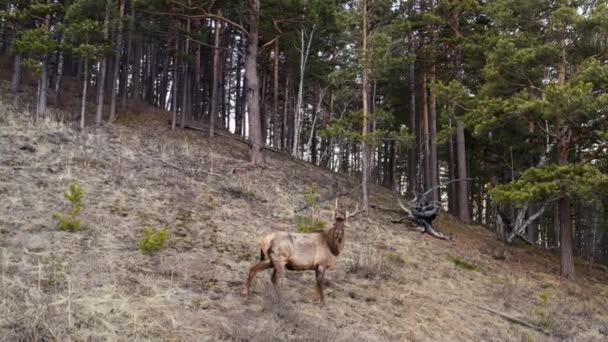 Aerial shot of wild maral horned on the mountainside. - Footage, Video
