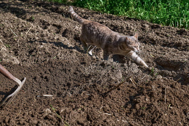 Nuori harmaa raidallinen kissa kävelee maassa kasvipuutarhassa. Kotilemmikki. Koiranpennun metsästys. - Valokuva, kuva
