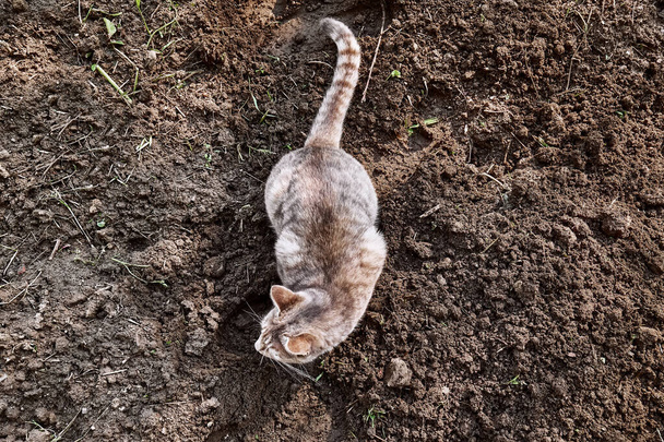 Νεαρή γκρι ριγέ γάτα περπατά στο έδαφος στον λαχανόκηπο. Οικιακό κατοικίδιο. Ωραίο κυνήγι γάτων. - Φωτογραφία, εικόνα
