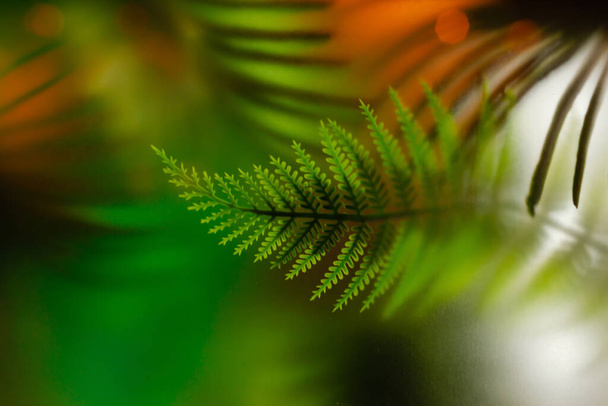 Розмитий екологічний склад пальмових і папоротей на зеленому тлі. Шпалери з зеленого пальмового листя
.  - Фото, зображення