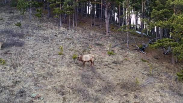 Vista aérea de un ciervo salvaje pastando en un prado forestal. - Metraje, vídeo
