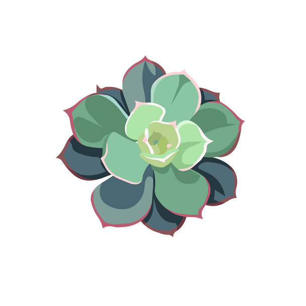 Oil painted Echeveria Pulidonis on white isolated background, isolated Succulent Stone Rose in Flat design style for prints, patterns, postcards, stickers, icons for social media, apps, websites. - Vector, imagen