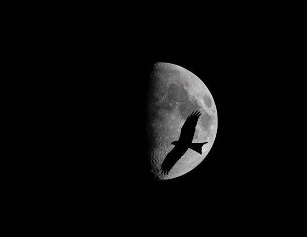Una cometa roja silueta contra una media luna - Foto, Imagen