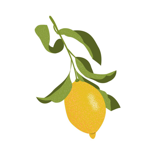 Blossoming branch of a lemon with the fruit. Vector. - Vektör, Görsel