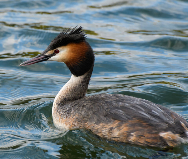 A great crested grebe swimming in the waters of the River Thames - Photo, Image