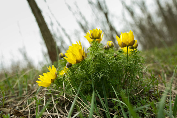 Spring adonis flower in the fields and hills, Ukraine. The pheasant's eye grows in sheep pasture in early spring. Large yellow flowers. - Photo, Image