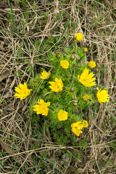 Ovalarda ve tepelerde bahar çiçekleri, Ukrayna. Sülün gözü ilkbaharın başlarında koyun otlaklarında yetişir. Büyük sarı çiçekler.. - Fotoğraf, Görsel