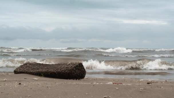 Mare ondulato e un tronco coperto di erbaccia d'acqua sulla riva - Filmati, video