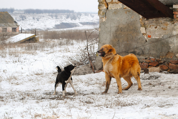Raiva Barking Dogs
 - Foto, Imagem