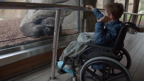 De jongen in de rolstoel is nieuwsgierig naar de chimpansees in de dierentuin - Video