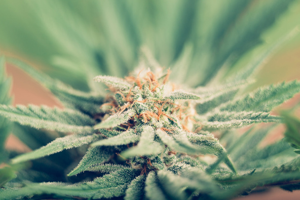 Cannabis bloei - Foto, afbeelding
