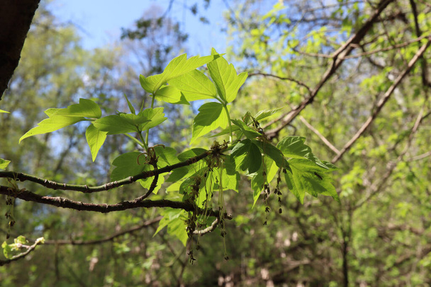 Acer negundo leaves in the spring forest - Photo, Image