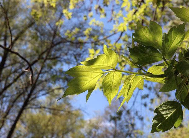 Acer negundo leaves in the spring forest - Photo, Image