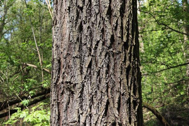 wood texture in the morning forest - Valokuva, kuva