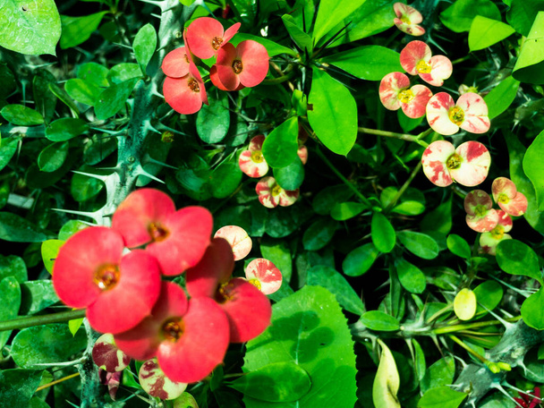 крупним планом коронка з шипшини квіти мідійських рослин
 - Фото, зображення