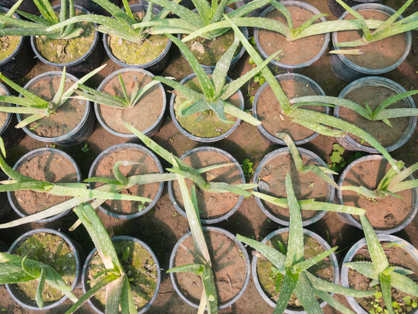 Aloe Vera plantas suculentas macetas en una maceta de plástico negro - Foto, imagen