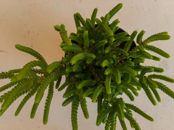 Crassula muscosa princess pine, clubmoss crassula, reißverschlusspflanze, rattail crassula, lycopodium uhrkette saftig - Foto, Bild