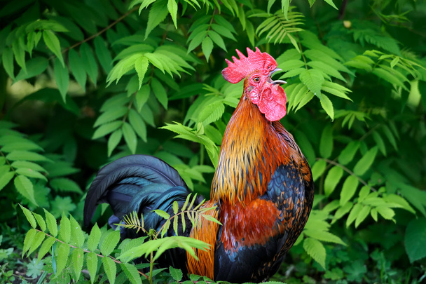 Hermoso gallo en el fondo de la naturaleza
 - Foto, imagen