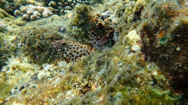Greasy grouper or Arabian grouper or greasy rockcod (Epinephelus tauvina) undersea, Red Sea, Egypt, Sharm El Sheikh, Nabq Bay - Photo, Image