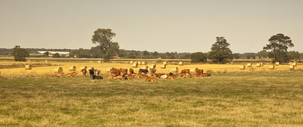 イギリス農業. - 写真・画像