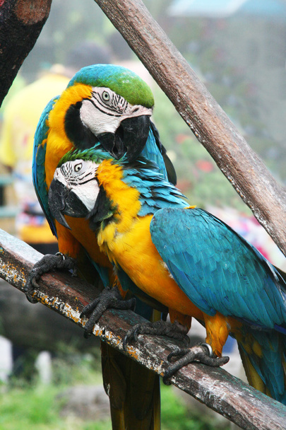 A pair of large parrots sitting on a branch - Photo, Image