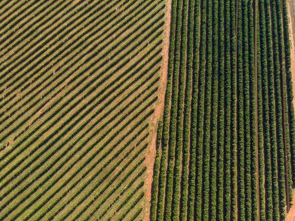 Naranja grove.Beautiful naranjos grovesin el campo de Brasillia - Foto, Imagen