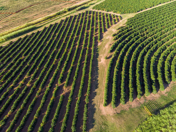 Immagine aerea della piantagione di caffè in Brasile. - Foto, immagini
