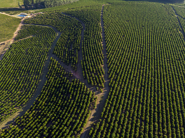 Luchtfoto van koffieplantage in Brazilië. - Foto, afbeelding