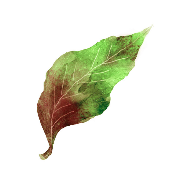 Watercolor leaf on the white background - Foto, Imagem
