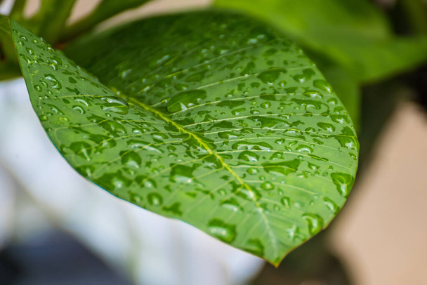 The day was heavy rain, the weather was overcast. Rain drops on green leaves - Photo, Image