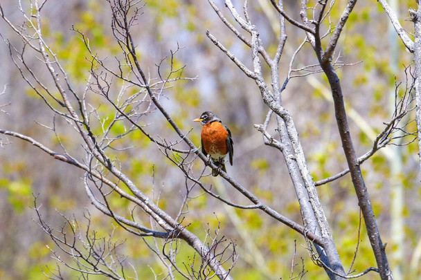 A selective focus shot of an American Robin, also known as Turdus migratorius, sitting on a tree - Zdjęcie, obraz