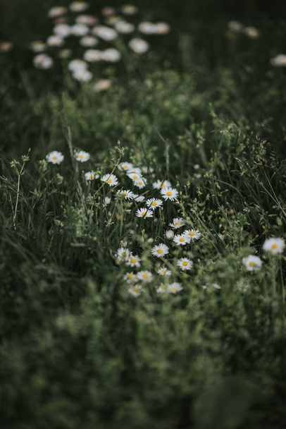 A vertical shot of beautiful white common daisy flowers - Valokuva, kuva