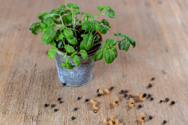 A closeup shot of a basil plant in a flowerpot, and dry pasta on a wooden surface - Foto, immagini