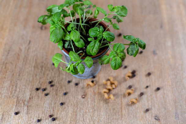 A top view of a basil plant in a flowerpot, and dry pasta on a wooden surface - Фото, изображение