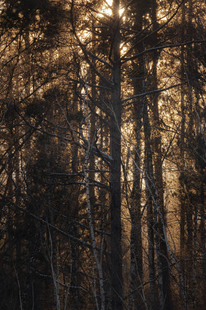 evening forest and sunrays through trees - Фото, зображення