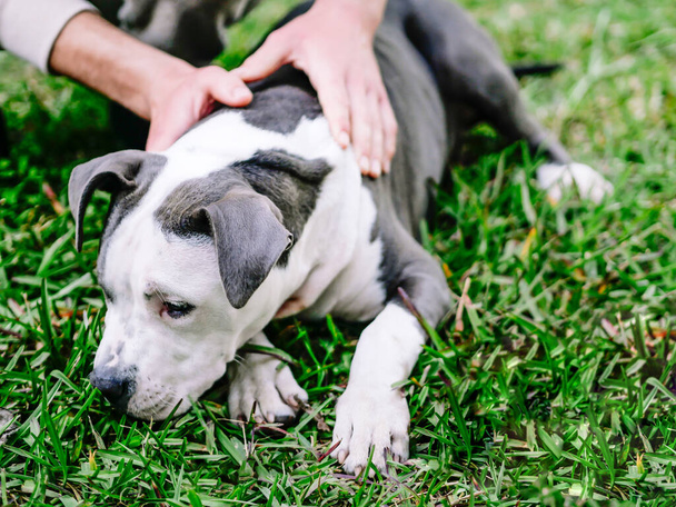 Perro tendido en la hierba acariciado por su dueño - Foto, imagen
