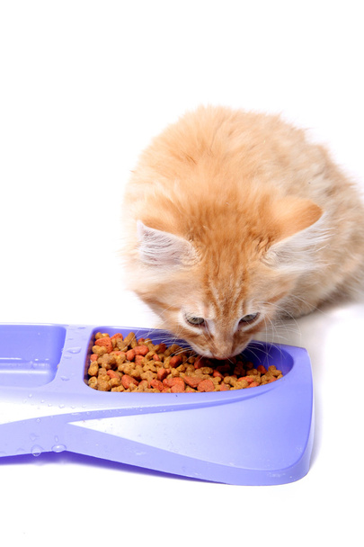 Rezaté kotě jíst - Fotografie, Obrázek