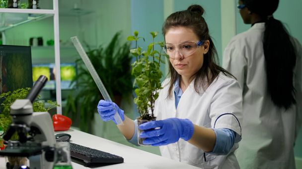 Investigador botánico mide plantones para experimento botánico - Foto, Imagen