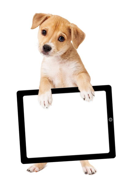 żółty szczeniaka wykonywania komputer tablet puste - Zdjęcie, obraz