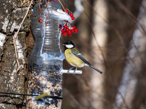 Great tit (Parus major) visiting bird feeder made from reused plastic bottle full with grains and sunflower seeds in a winter day. DIY feeder made from bottle, pencils, hot glue hanging in the tree - Photo, Image