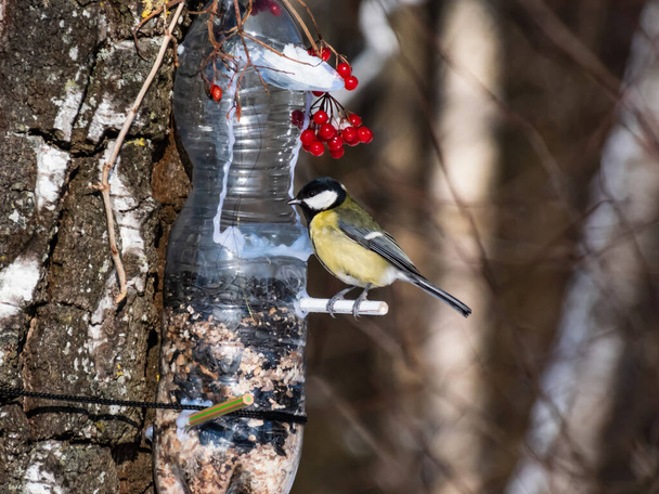Great tit (Parus major) visiting bird feeder made from reused plastic bottle full with grains and sunflower seeds in a winter day. DIY feeder made from bottle, pencils, hot glue hanging in the tree - Photo, Image