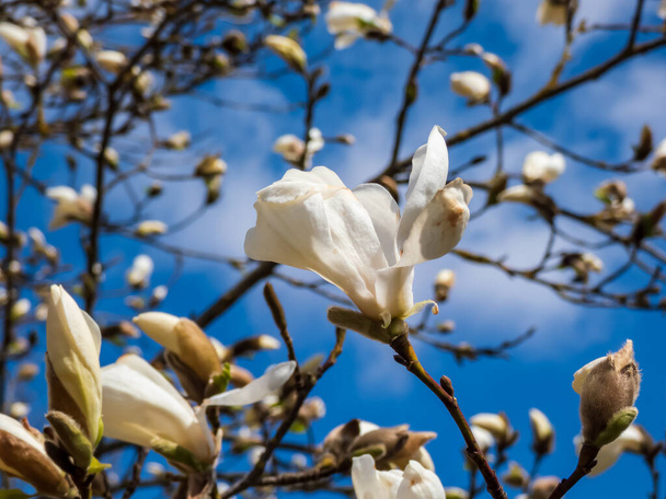 Białe kwiaty kwitnącej Mokyeon lub kobus magnolia (Magnolia kobus DC. Ward. borealis) z jasnym błękitnym niebem i słońcem tle wczesną wiosną. Marzycielski kwiatowy tło - Zdjęcie, obraz