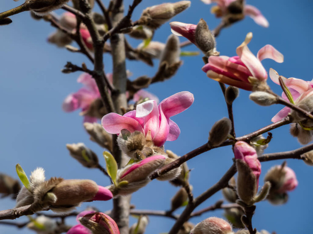 開花するピンク色の星型の花星型マグノリア-マグノリア・ステラタ品種明るい太陽の光の下で早春に明るい青空の背景を持つ「ローザ」 - 写真・画像