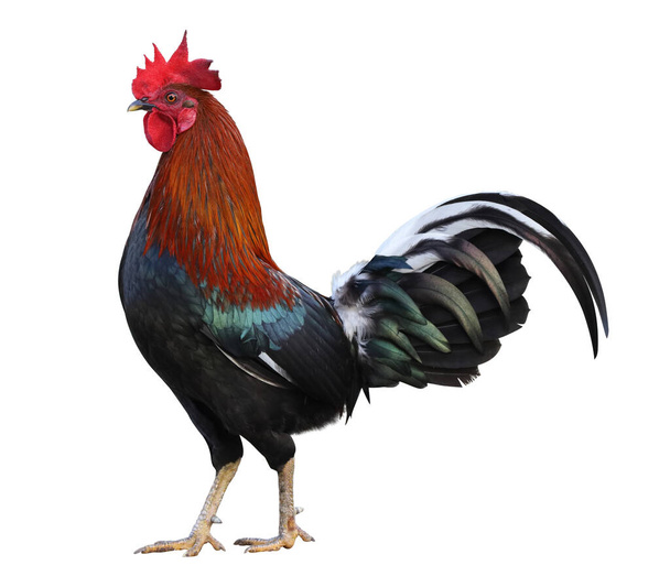 Colorful free range male rooster isolated on white background with clipping path - Photo, Image