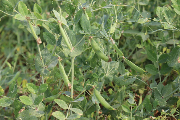 Grüne Erbse Pisum sativum auf Baum in Firma für die Ernte - Foto, Bild