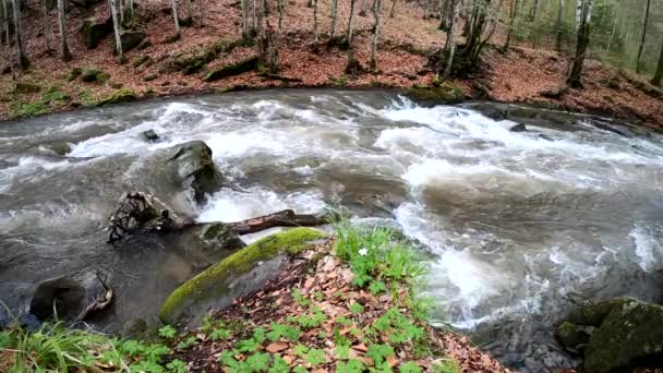 Płynąca rzeka w górskim, wiosennym lesie - Materiał filmowy, wideo