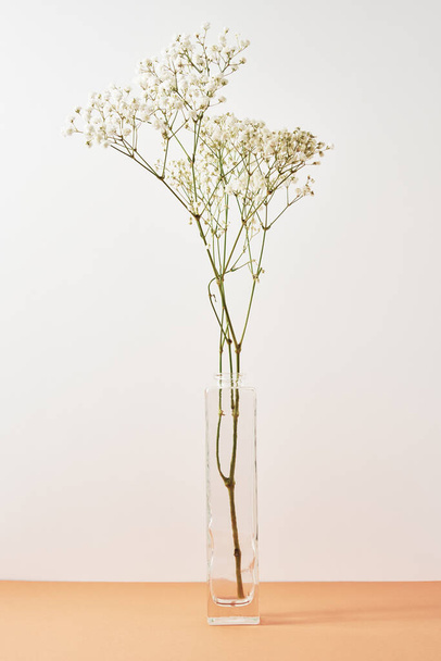 Pflanze in Glasvase auf pastellbeigem Hintergrund. Minimales Dekor - Foto, Bild