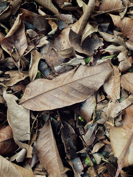 Belle de feuilles séchées brunes fond ou texture de la nature - Photo, image